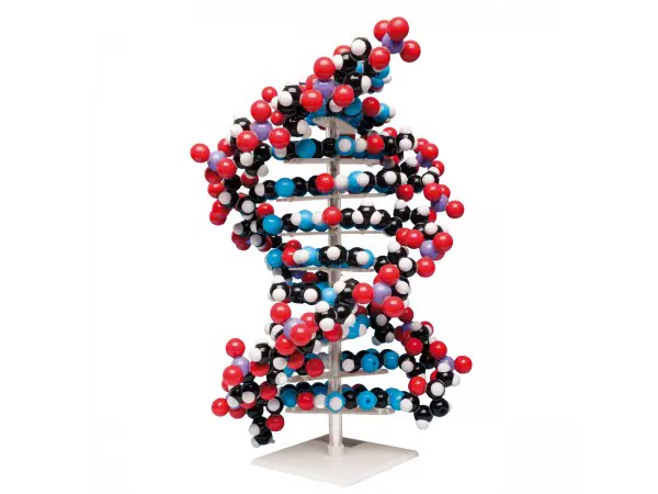 DNA Model (10-laags)