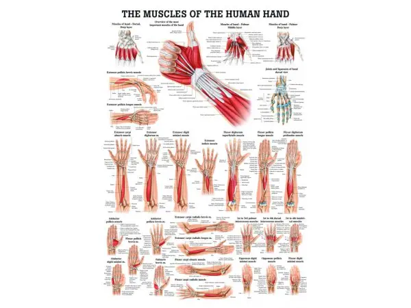 Spieren Poster Hand