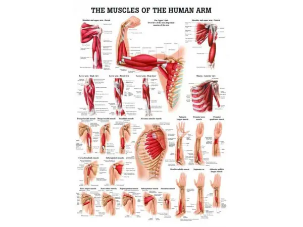 Spieren Poster Arm