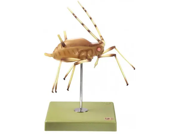 Bladluis Model