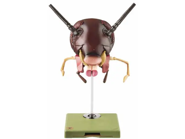 Kop Kakkerlak Model