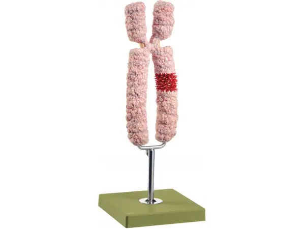 Chromosoom Model