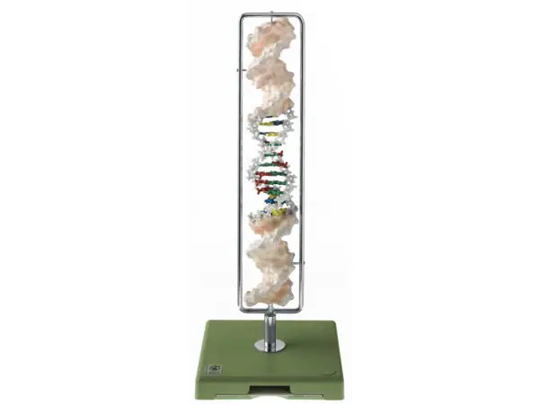 Somso DNA Model