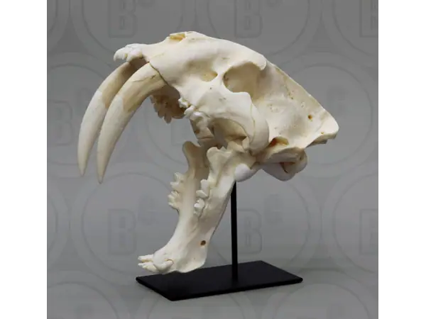 Sabeltandtijger, Smilodon Schedel