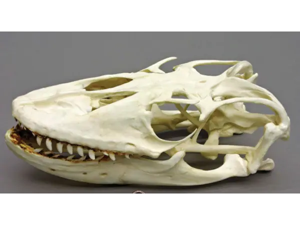 Komodovaraan Schedel