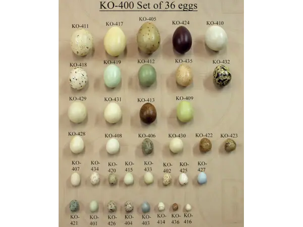 Noord-Amerikaanse Vogeleieren Set (36 stuks)