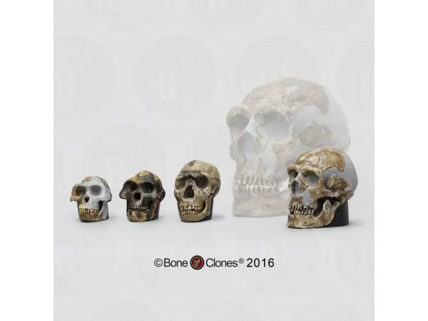 Schedel Set Mensachtigen (Schaal 1 : 2)