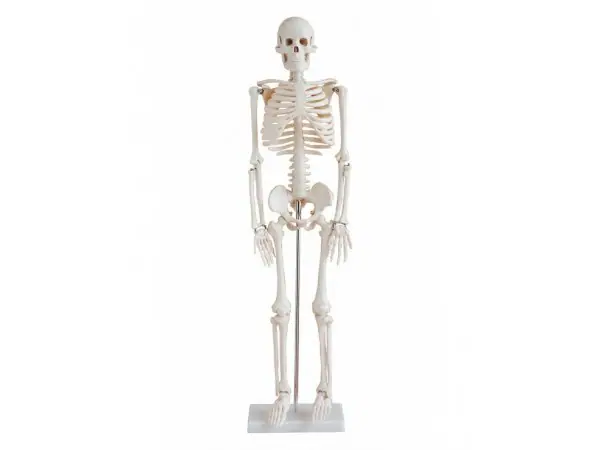Anatomie Model Skelet, 85 cm