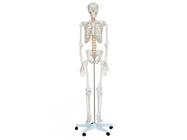 Levensgroot Menselijk Skelet, 180 cm