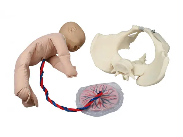 Foetus Pop met Vrouwelijk Bekken