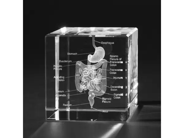 Anatomie Glasblok Spijsverteringsstelsel