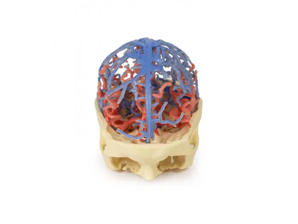 Craniale arteriële & veneuze circulatie, 3Dprint
