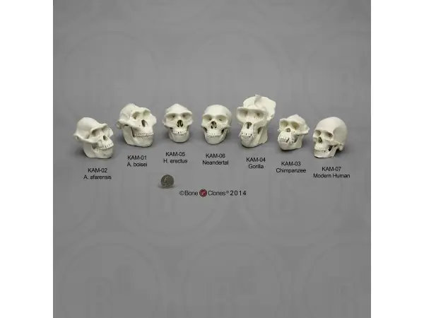 Primaten Schedel Set, Schaal 1:2