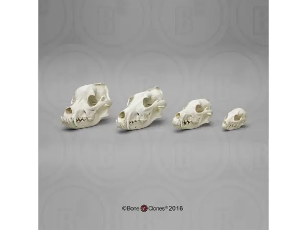 Hondachtigen Schedel Set (4 stuks)