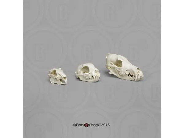 Roofdier-Prooi Schedel Set (3 stuks)