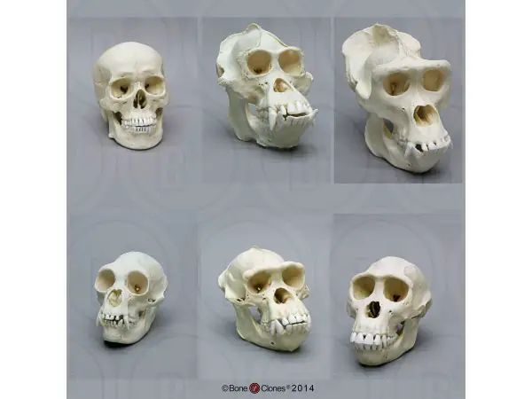 Primaten Schedel Set (6 stuks)