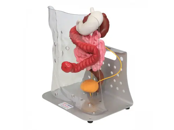 Stomazorg Simulatiemodel Geavanceerd