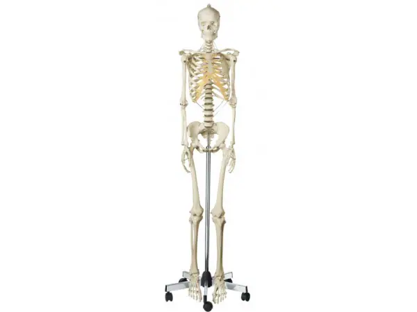 Vrouwelijk Skelet Model