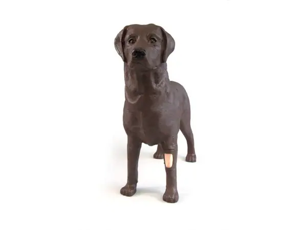 Gynaecologische Trainingshond Bella