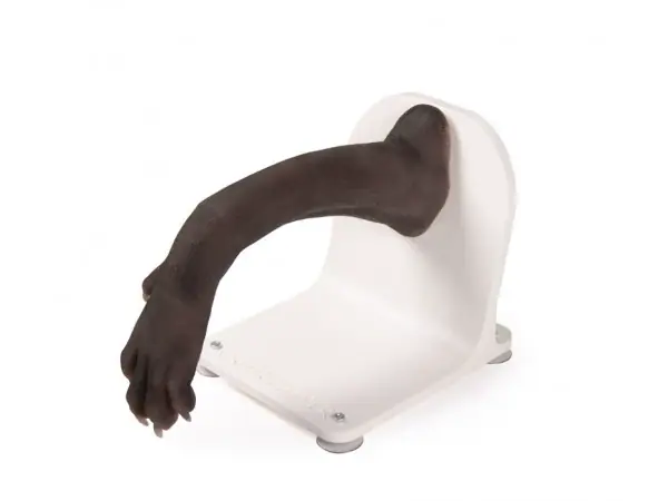 Bandage Trainer Hondenpoot