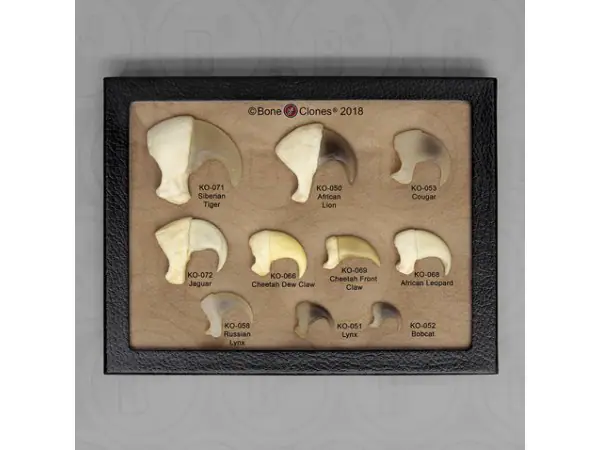 Katachtigen Klauwen Set (10 stuks)