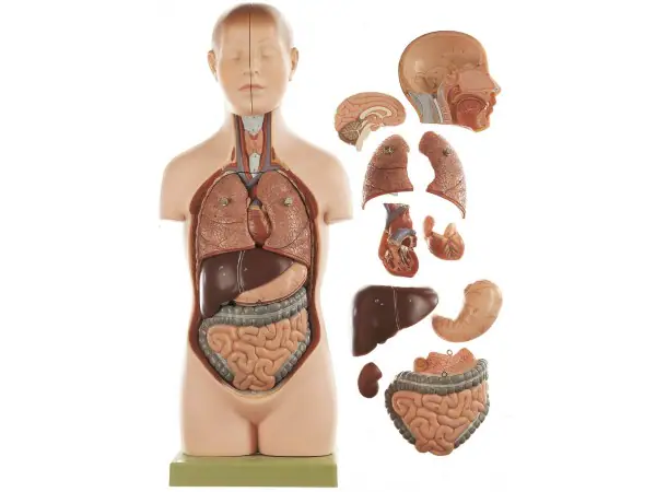 Anatomisch Model Torso Jongen, 52 cm, 11-delig