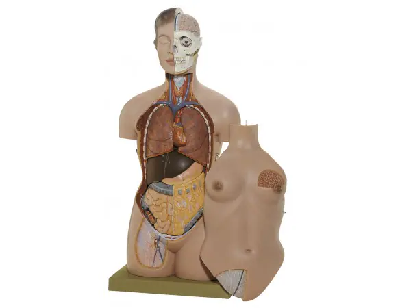 Anatomisch Model Torso Vrouw, 86 cm, 13-delig