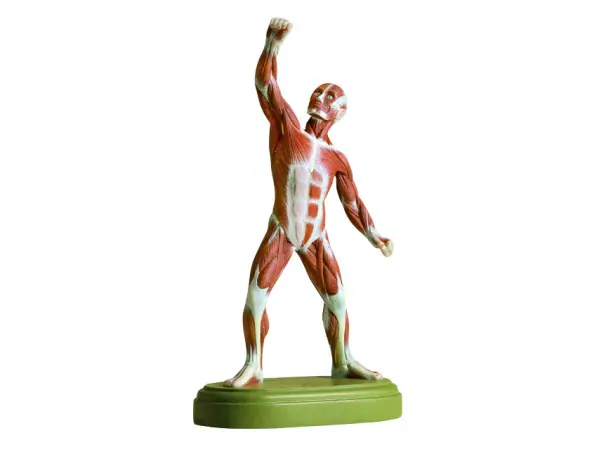 Menselijk Spiermodel, 21 cm