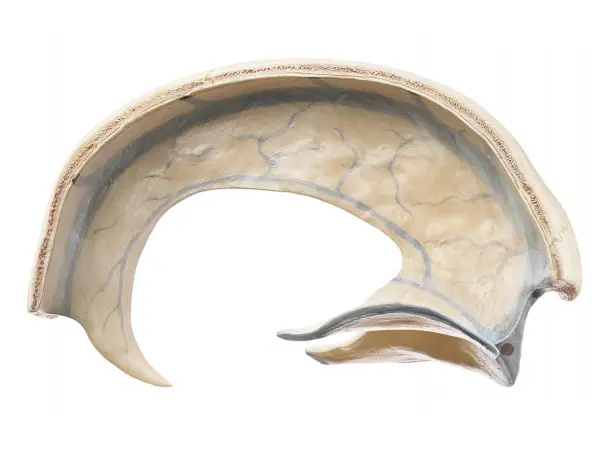 Anatomisch Model Hersenvlies