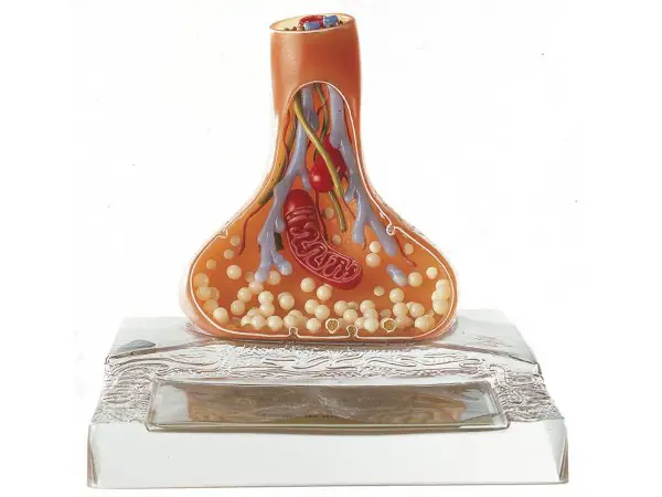 Anatomisch Model Synaps
