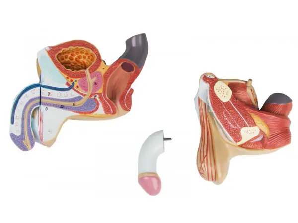 Anatomisch Model Mannelijke Geslachtsorganen, 4-delig