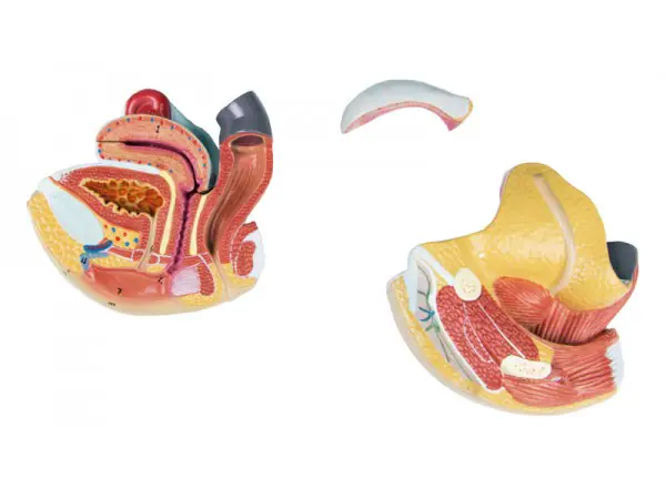 Anatomisch Model Vrouwelijke Geslachtsorganen, 4-delig