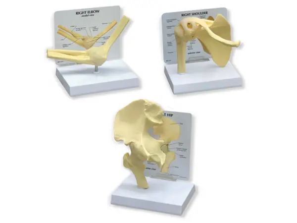 Basis gewrichtsmodellen Set (3 stuks)