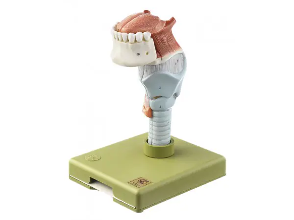 Anatomisch Model Strottenhoofd met Tong, 5-delig