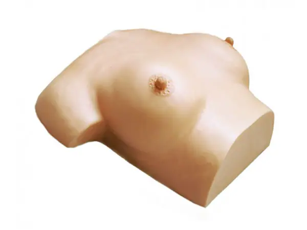 Borstverzorging en Massage Model
