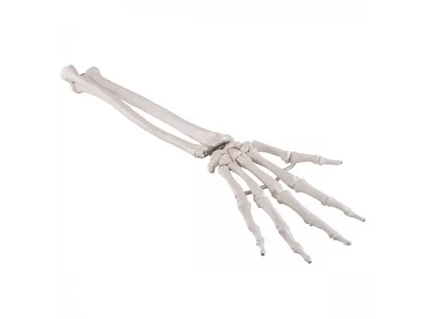 Onderarm-skelet, flexibel gemonteerd