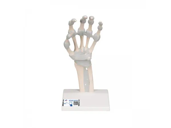 Hand skelet met elastische ligamenten