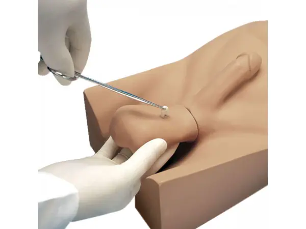 Vasectomie Model