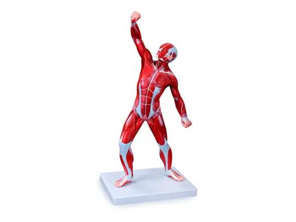 Anatomisch Spierenmodel, 50 cm