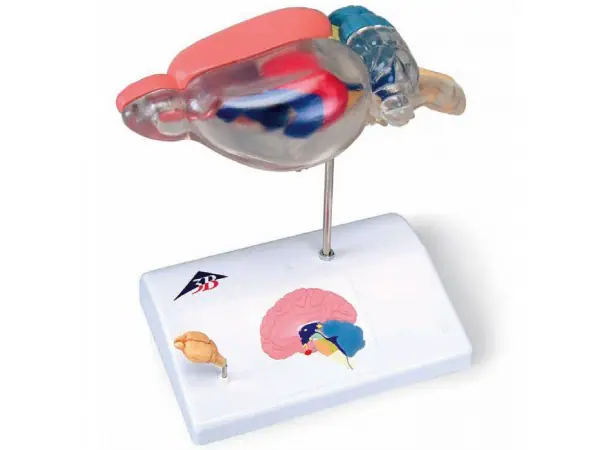 model Rat-Hersenen, vergelijkende anatomie