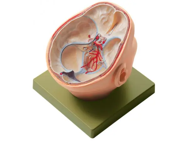 Anatomisch Model Schedelbasis