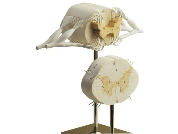 Ruggenmerg Model, 2-delig