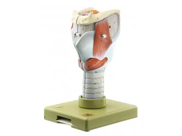 Anatomisch Model Strottenhoofd, 5-delig