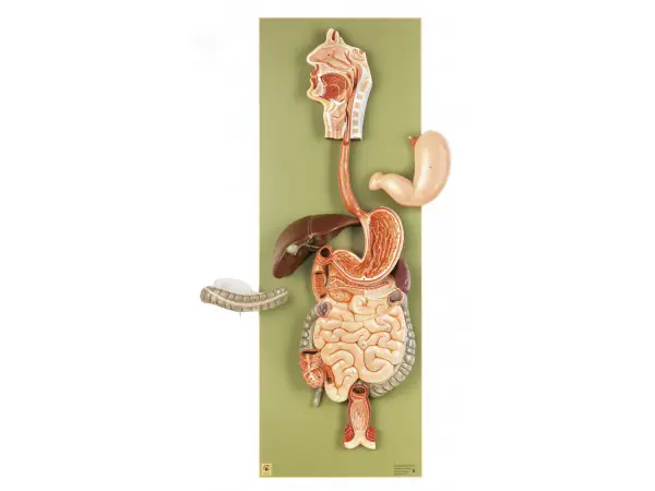 Anatomisch Model Spijsverteringskanaal