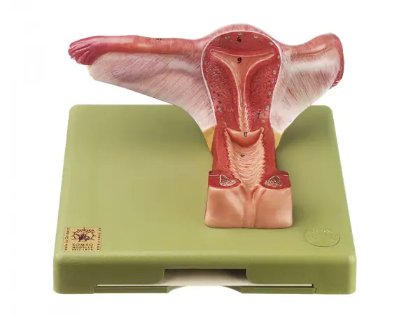 Anatomisch Model Vrouwelijke Geslachtsorganen