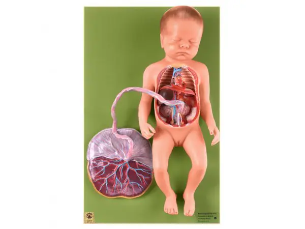 Model Bloedsomloop Foetus