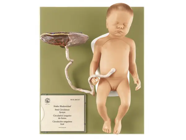 Anatomisch Model Foetus, 13-delig