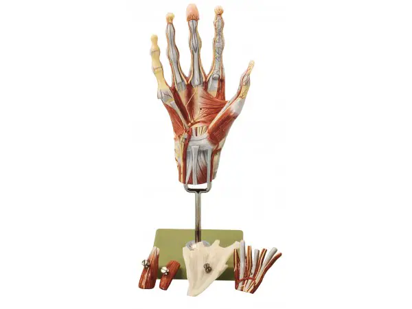 Spiermodel Hand