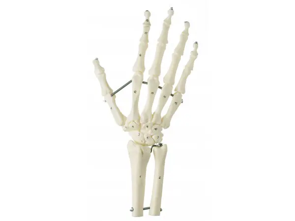 Flexibel Handskelet Model