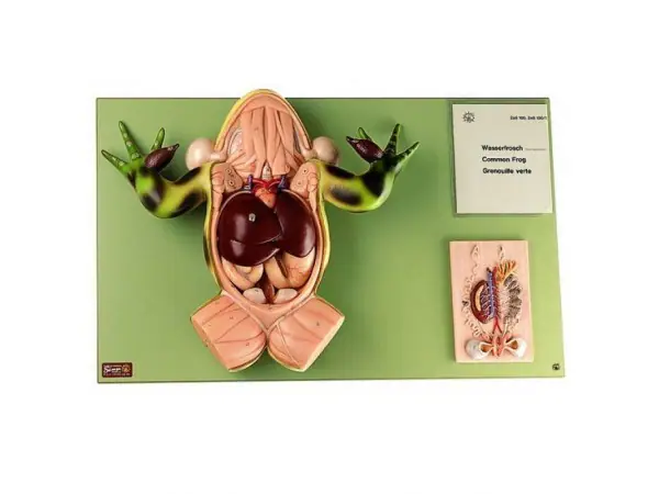 Groene Kikker Model